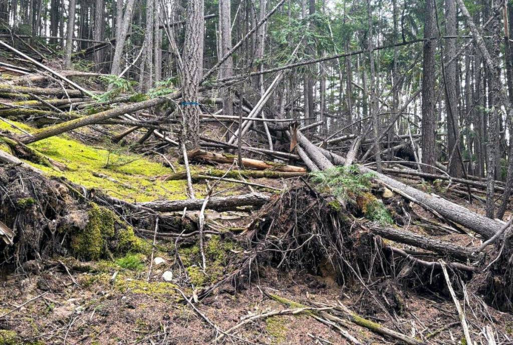 Anderson Creek Timber says one of the reasons for new logging is to mitigate the wildfire hazard of blown down timber.
