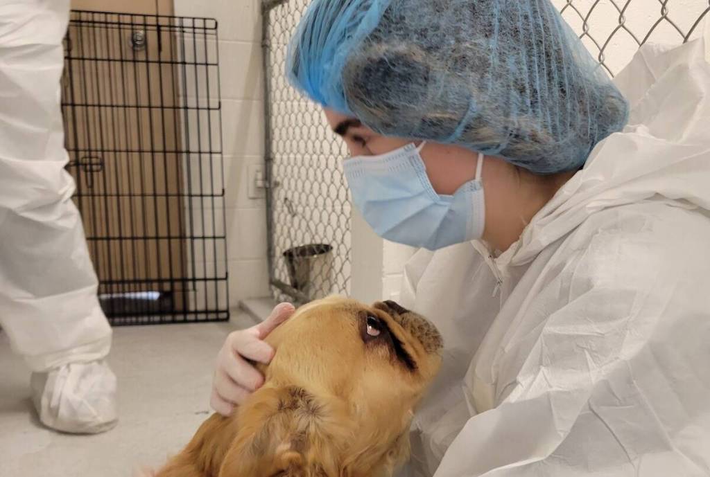 A dog receives an intake examination during the seizure of 27 animals from a Kootenay property on Oct. 7. (BC SPCA)