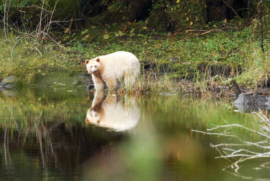 Use of “Spirit Bear” name withdrawn from Alberta-B.C. pipeline campaign